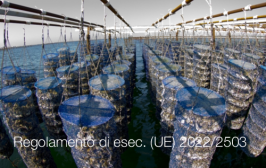 Regolamento di esecuzione (UE) 2022/2503