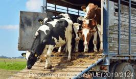 Regolamento delegato (UE) 2019/2124 Regolamento delegato (UE) 2019/2124