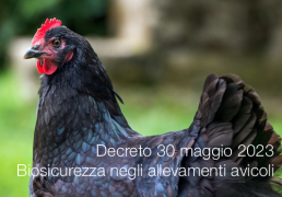 Decreto 30 maggio 2023 