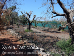 Xylella Fastidiosa | Sentenza Corte di giustizia UE causa C-443/18