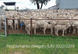 Regolamento delegato (UE) 2022/2292 