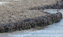 Circolare MATTM 20.05.2019 Accumuli di Posidonia oceanica spiaggiati