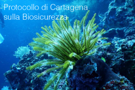 Protocollo di Cartagena sulla Biosicurezza Protocollo di Cartagena sulla Biosicurezza