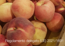 Regolamento delegato (UE) 2021/1691