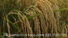 Regolamento di esecuzione (UE) 2020/585 Regolamento di esecuzione (UE) 2020/585