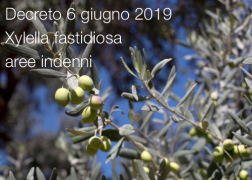 Decreto 6 giugno 2019 Decreto 6 giugno 2019
