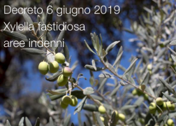 Decreto 6 giugno 2019 