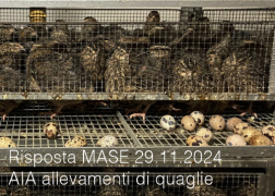 Risposta MASE 29.11.2024 - AIA allevamenti di quaglie Risposta MASE 29.11.2024 - AIA allevamenti di quaglie