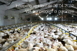 Interpello ambientale 26.04.2022 - VIA per progetti di pulcinaie Interpello ambientale 26.04.2022 - VIA per progetti di pulcinaie