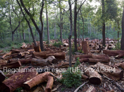 Regolamento di esecuzione (UE) 2024/3084 Regolamento di esecuzione (UE) 2024/3084