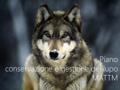 Piano di conservazione e gestione del lupo Piano di conservazione e gestione del lupo