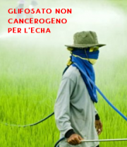 Glifosato non cancerogeno per ECHA