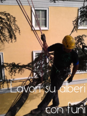 Misure di sicurezza per lo svolgimento di lavori su alberi con funi Misure di sicurezza per lo svolgimento di lavori su alberi con funi