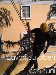 Misure di sicurezza per lo svolgimento di lavori su alberi con funi