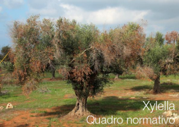 Xylella: quadro normativo