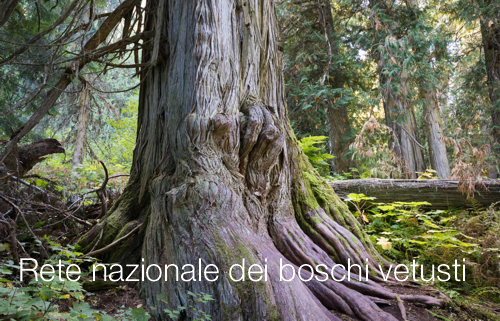 Rete nazionale dei boschi vetusti