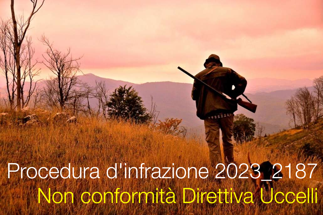 Procedura d'infrazione 2023_2187 / Direttiva Uccelli e piombo munizioni REACH