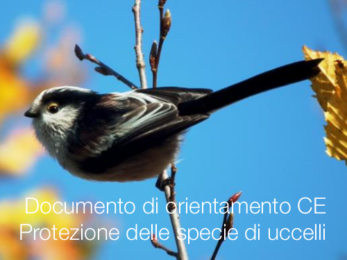 Documento di orientamento CE | Protezione delle specie di uccelli 
