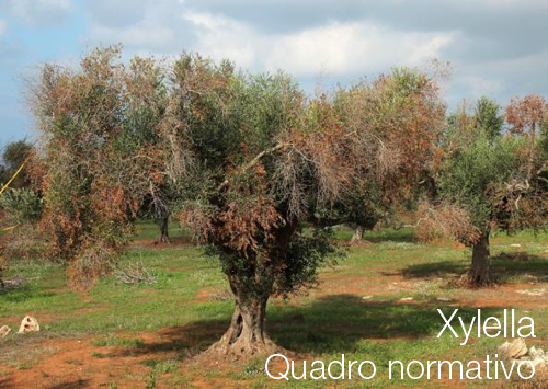 Xylella Quadro normativo