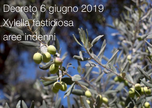 Xylella fastidiosa   Decreo 6 giugno 2019