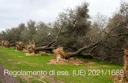 Regolamento di esecuzione UE 2021 1688