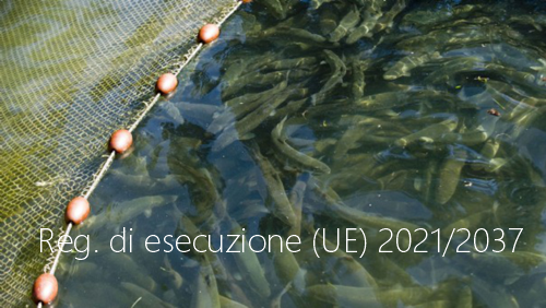 Regolamento di esecuzione UE 2021 2037