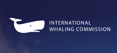 Iwc whaling moratorium new arrivals