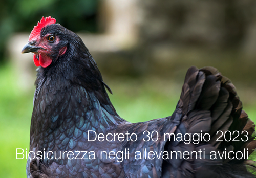 Decreto 30 maggio 2023   Biosicurezza negli allevamenti avicoli