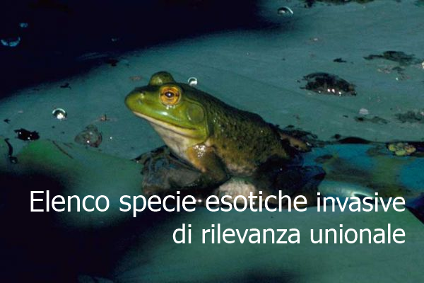 Elenco delle specie esotiche invasive di rilevanza unionale