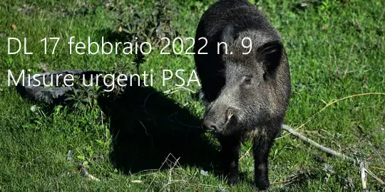 Misure urgenti per arrestare la diffusione della peste suina africana PSA Misure urgenti per arrestare la diffusione della peste suina africana PSA