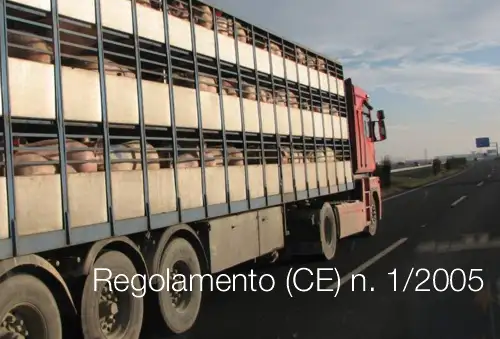 Regolamento CE n 1 2005 Regolamento CE n 1 2005